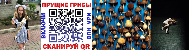 Псилоцибиновые грибы Cubensis  Рязань 